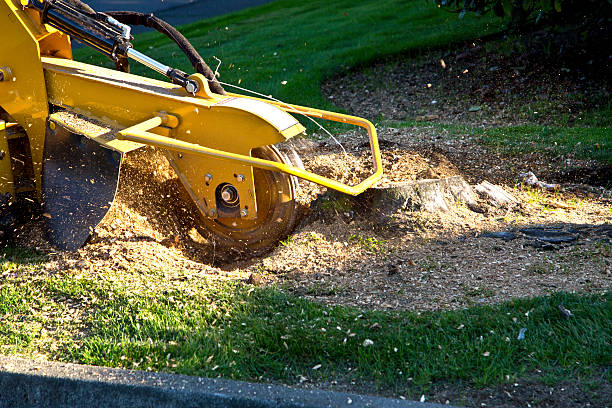 Best Landscape Design and Installation  in Concord, VA