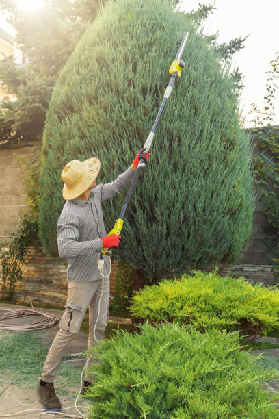 Best Leaf Removal  in Concord, VA