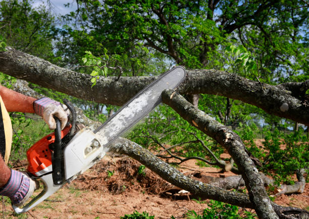 Best Tree Trimming and Pruning  in Concord, VA